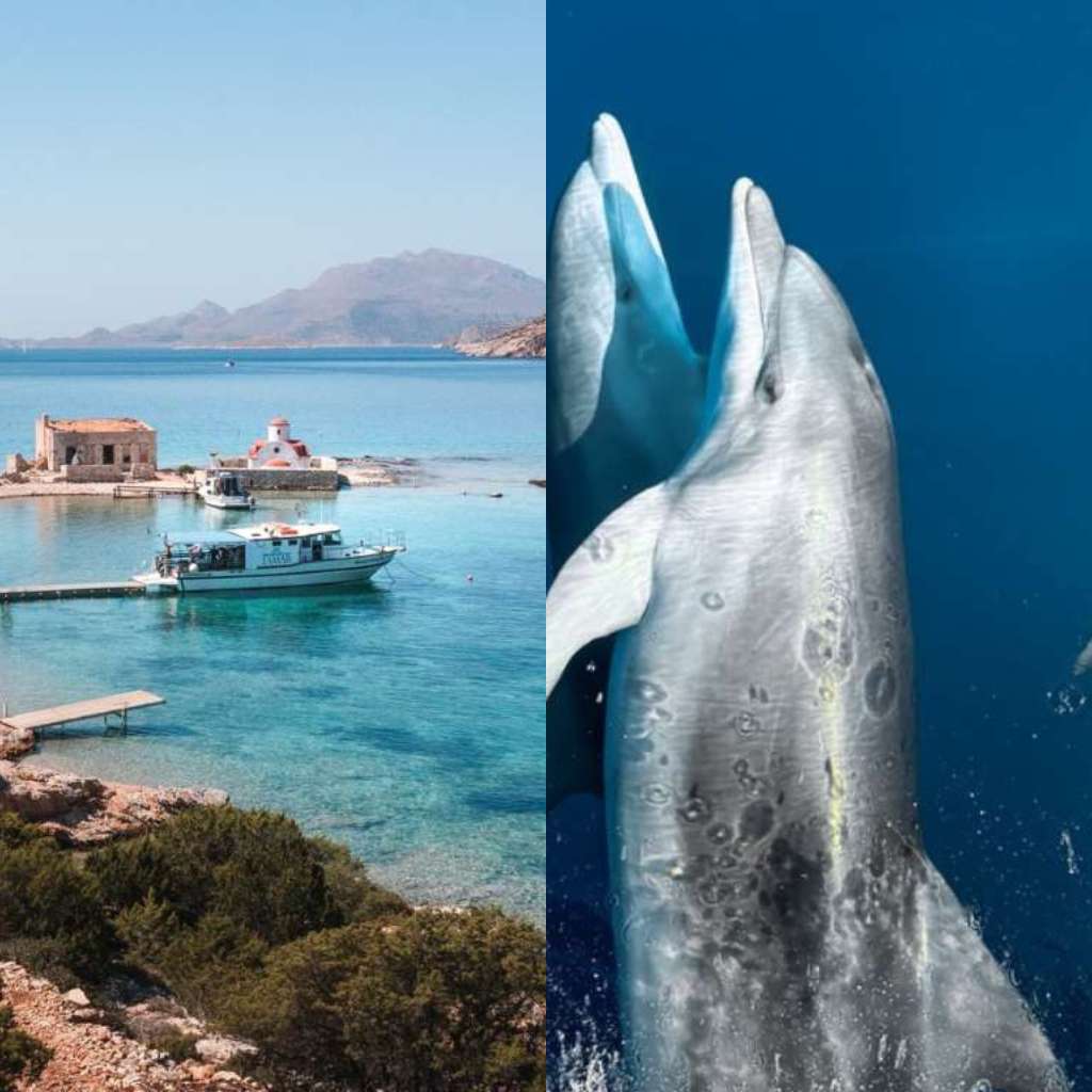 Marine Life Experience Alimia Island Cruise with Dolphin Watching Snorkeling Lunch 10 - Island Tour Rhodes By GoTixy