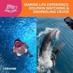 Marine Life Experience: Dolphin Watching & Snorkeling Cruise