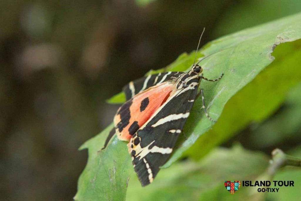 Close-up of a Jersey tiger moth in Rhodes, featured in Butterflies Valley Tours and the natural landscape of Petaloudes.