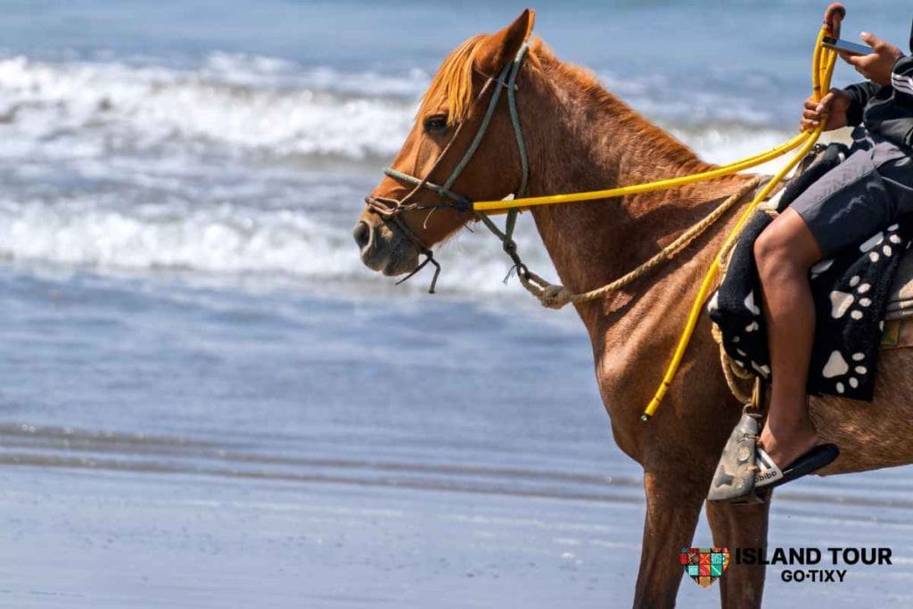 Rhodes Horseback Riding 33 - Island Tour Rhodes By GoTixy