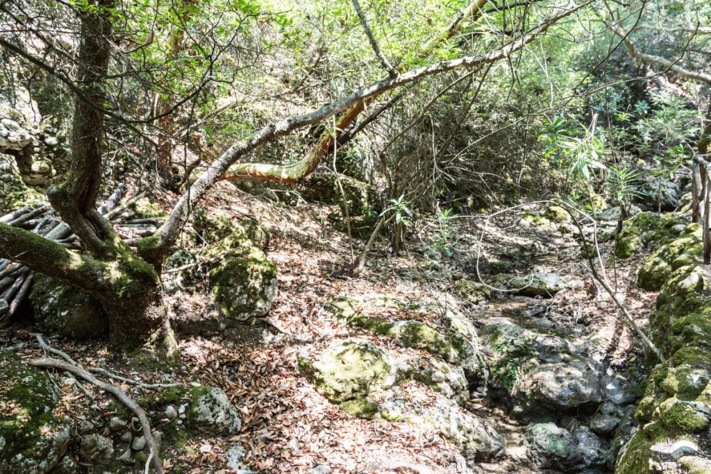 Forest pathway with rocky streams and dense greenery, revealing the quieter natural landscapes that form part of the best experiences in Rhodes.