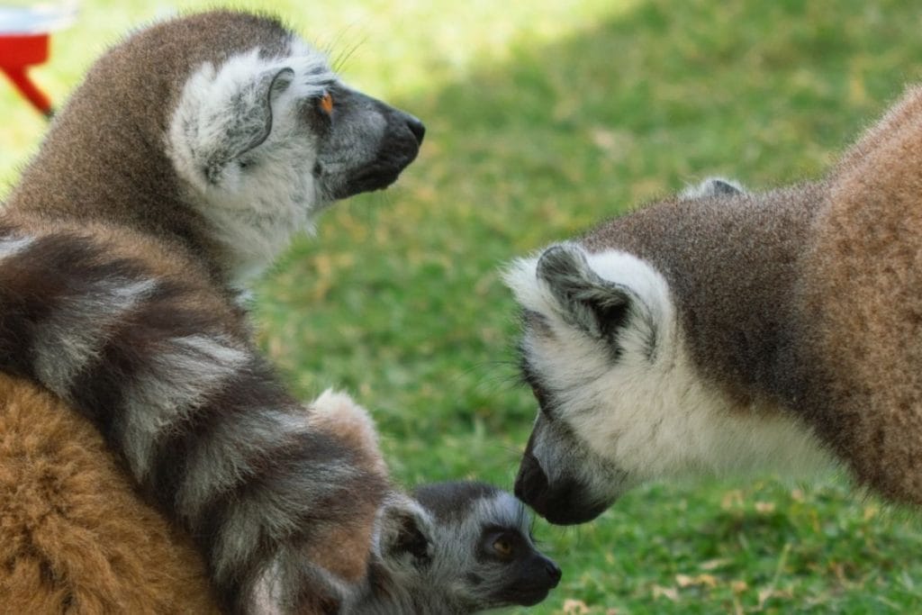 Ring-tailed lemurs at a family attraction in Rhodes during September.